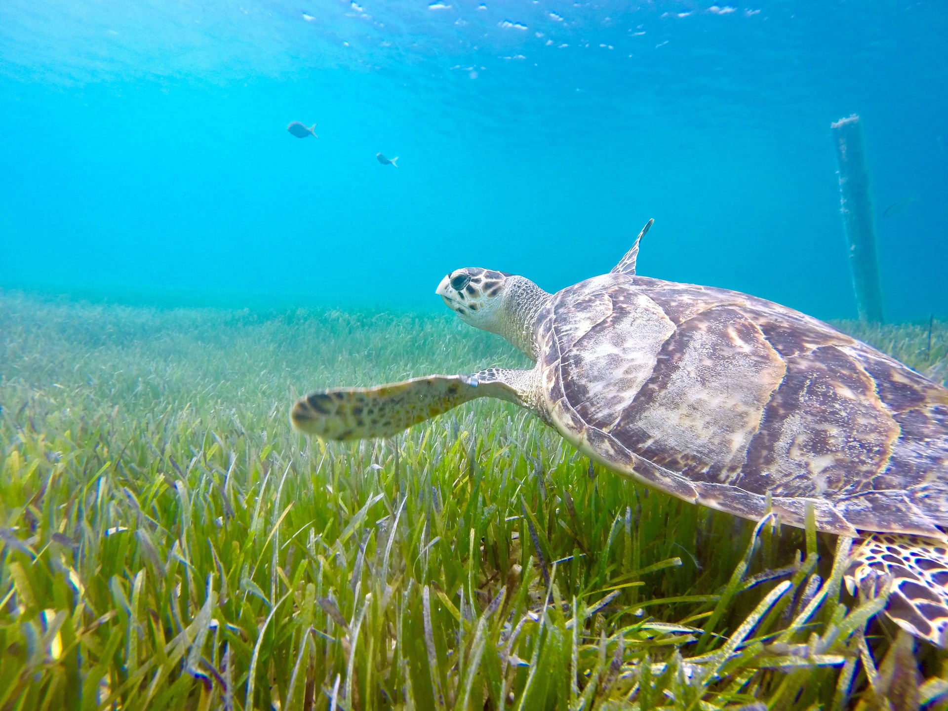 A turtle in Turks & Caicos