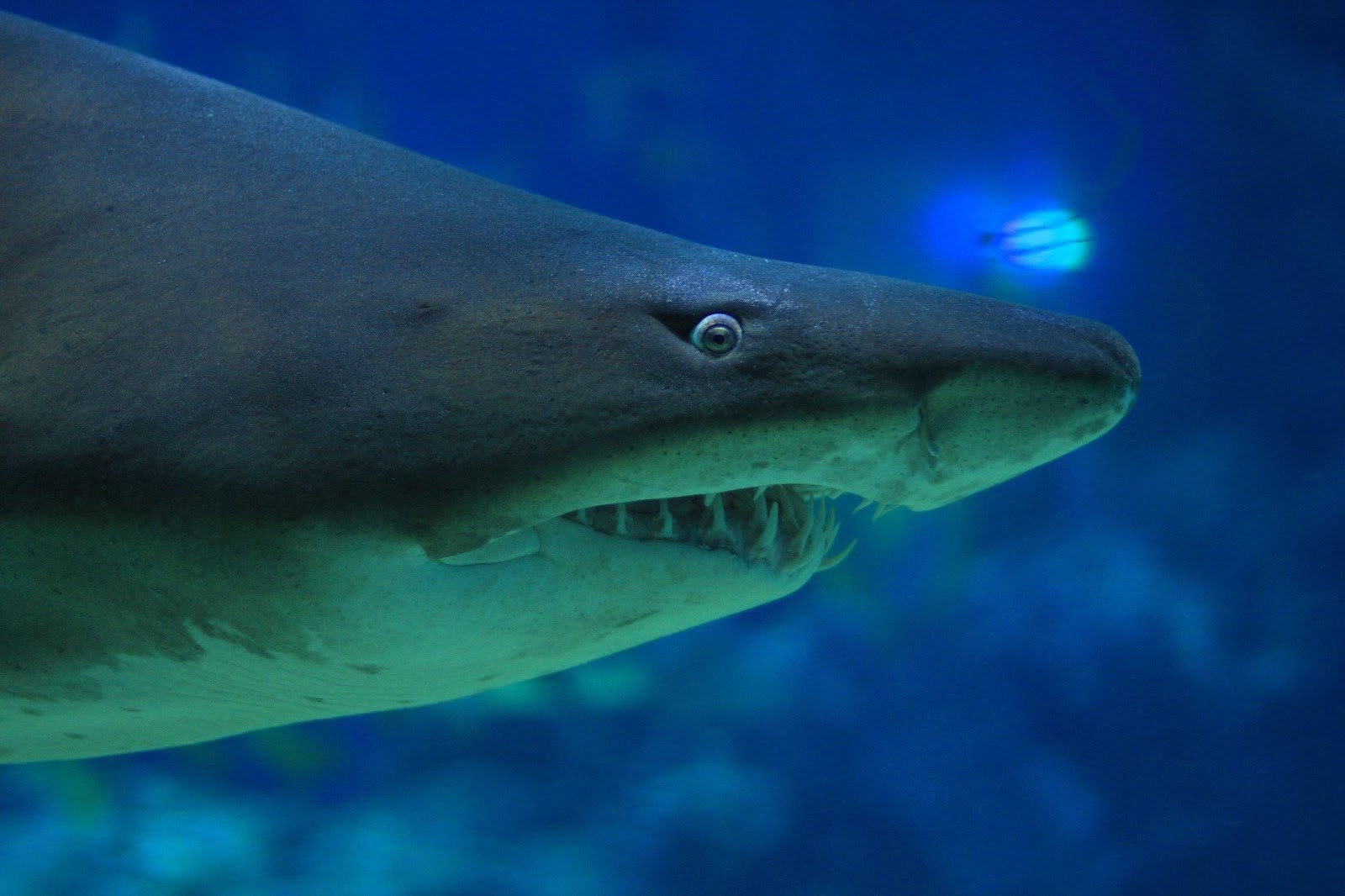 cancun sharks