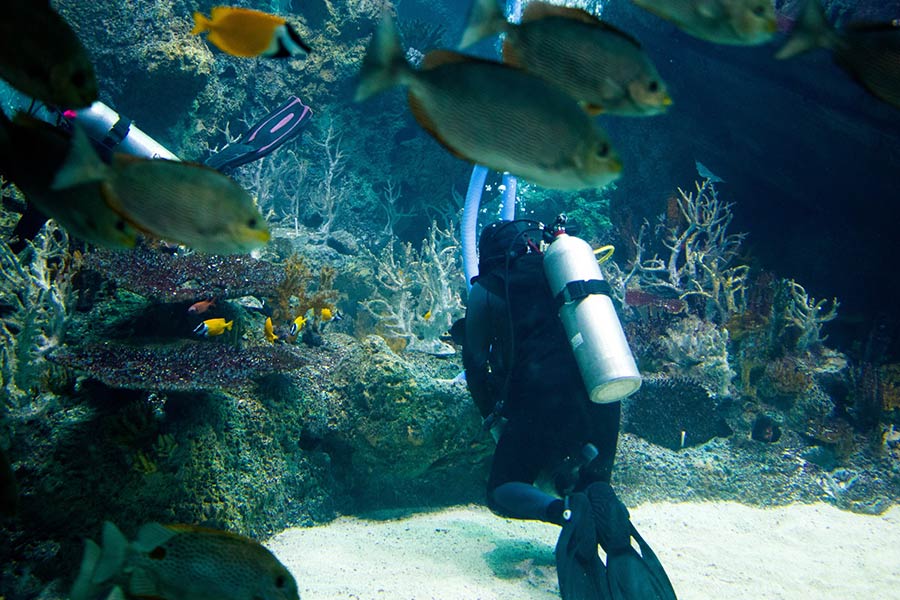 roatan dive sites