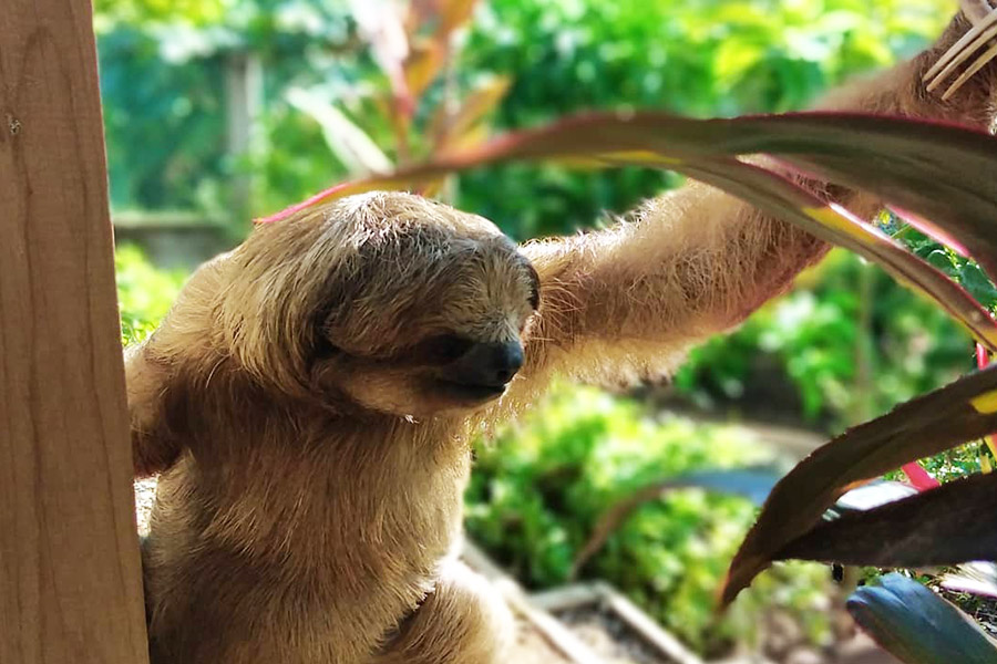 Sloth photo by Manawakie Eco Park (https://www.facebook.com/manawakieecopark/photos)