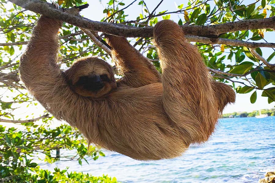 Sloth in Roatan photo by Daniel Johnson's Monkey and Sloth Hangout (https://www.facebook.com/DanielJohnsonsMonkeyandSlothHangout)