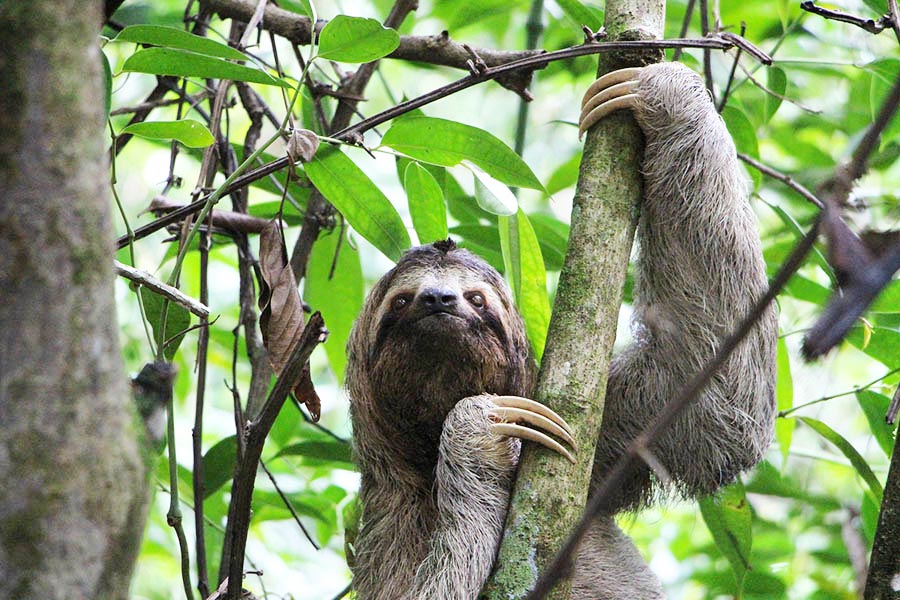 Sloths in Roatan