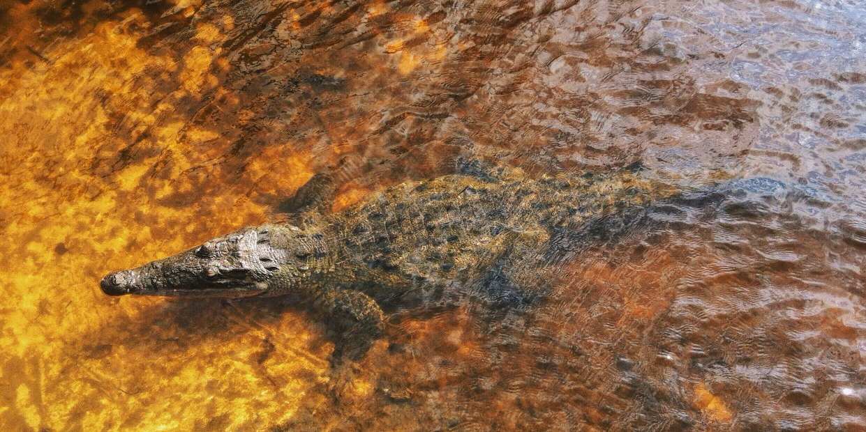 crocodile in water in cozumel