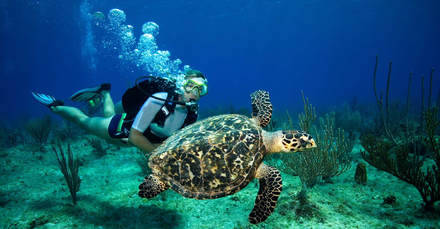 female diver with sea turtle