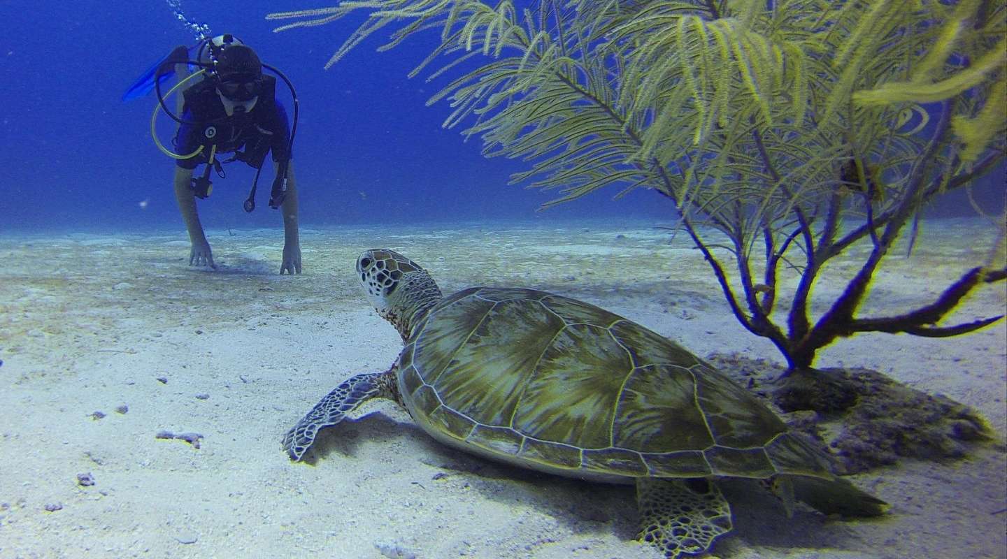 Young man diving next to a sea turtle.