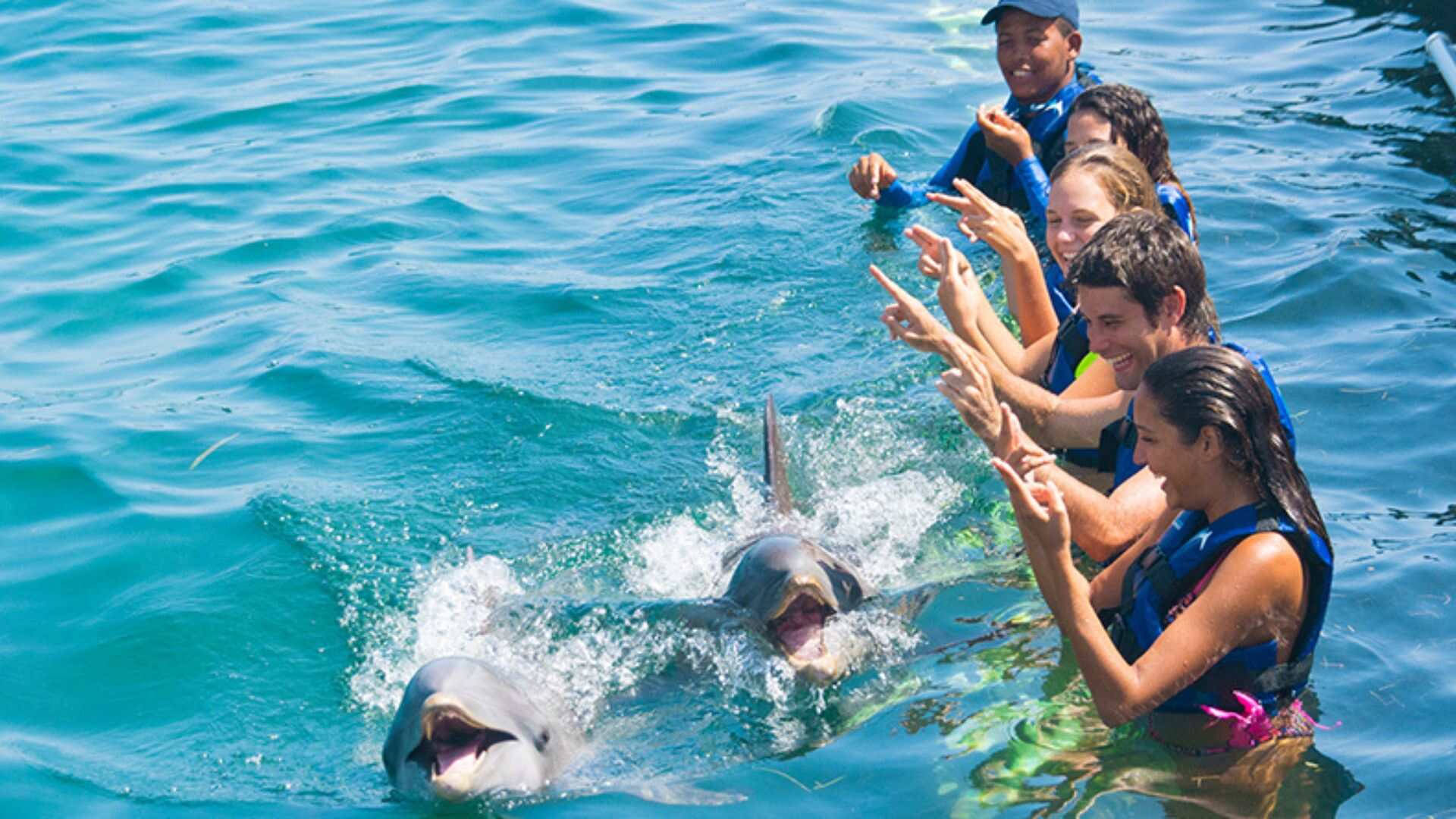 Swim With Dolphins In Punta Cana - Dolphin Explorer image
