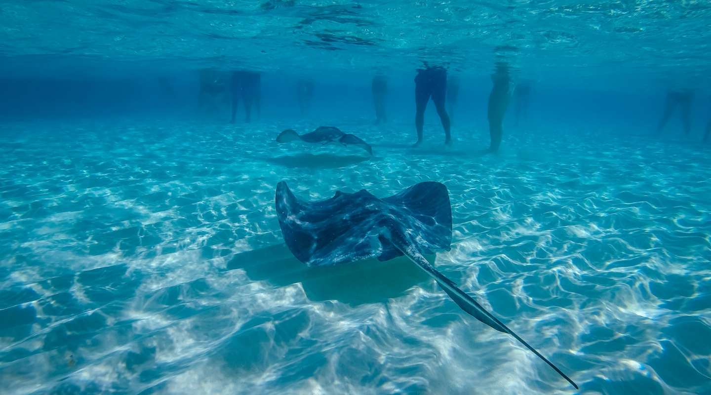 Underwater photo of stingray swimming next to people.