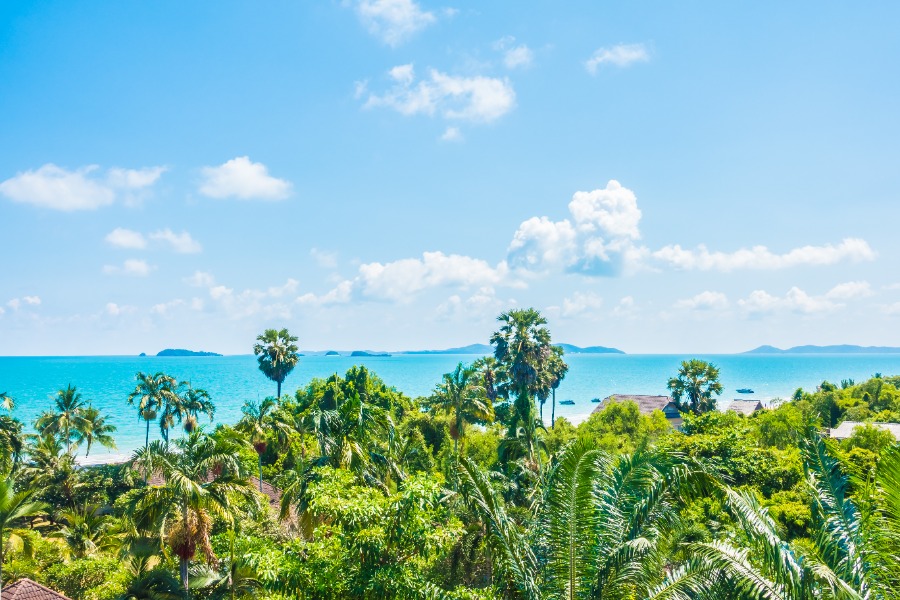 A beautiful view of green trees