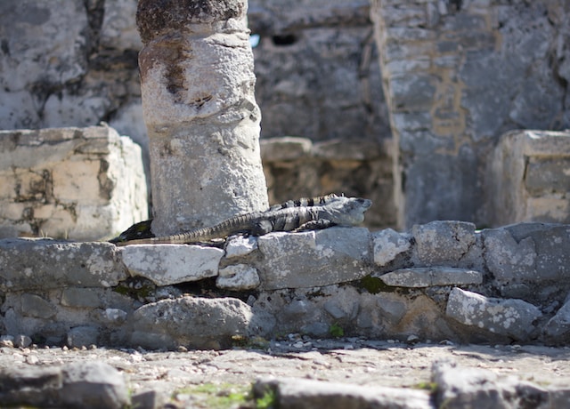 An iguana on Tulum ruins.