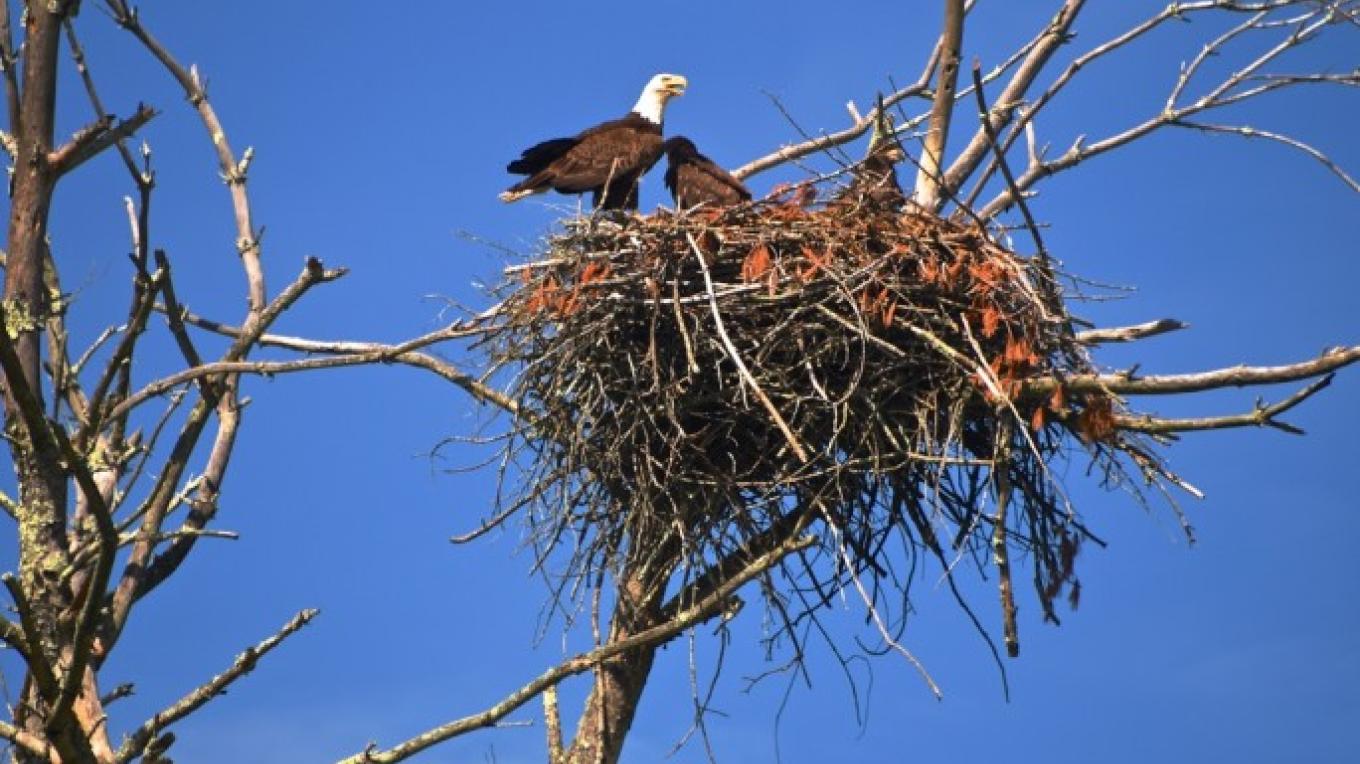 The Delaware River Club Starlight Pa Scenic Wild