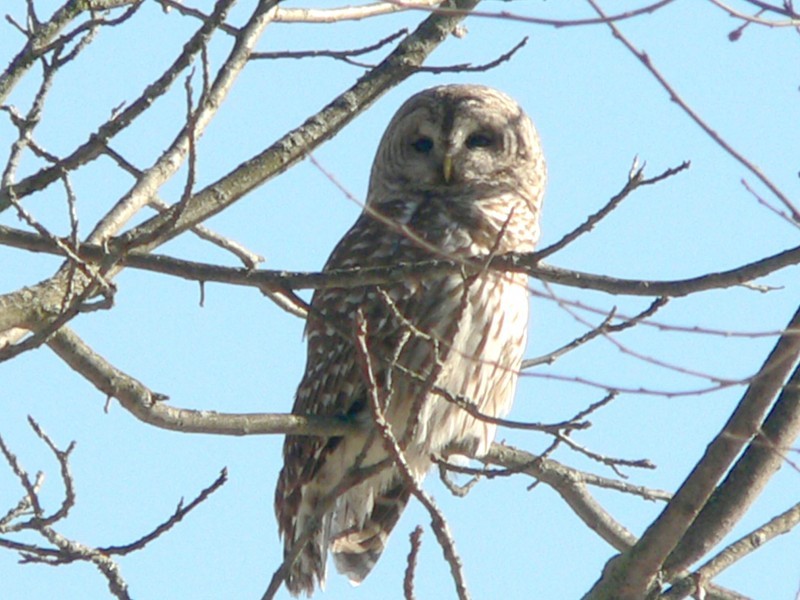 Owl Prowl Dingmans Ferry, PA Scenic Wild Delaware River