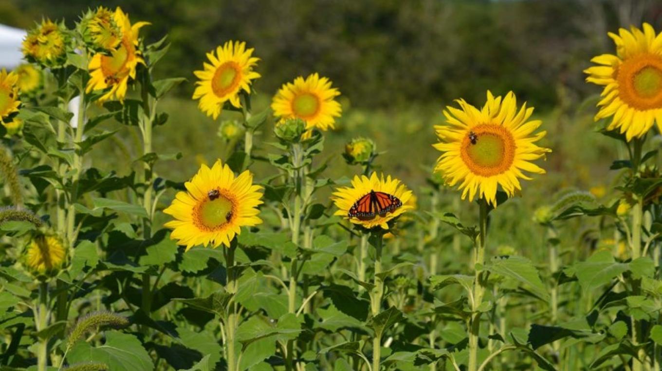 Sussex County Sunflower Maze Sandyston Nj Scenic Wild Delaware River