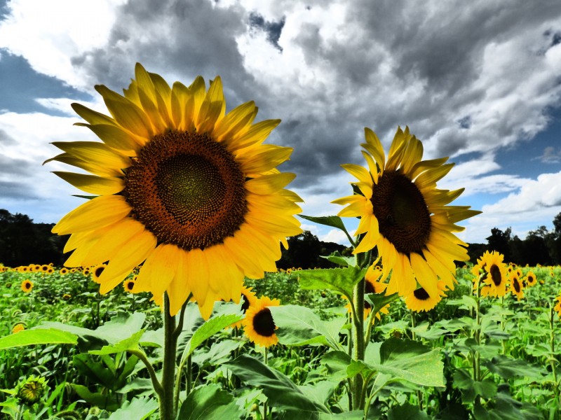 Sussex County Sunflower Maze - Sandyston, NJ | Scenic Wild