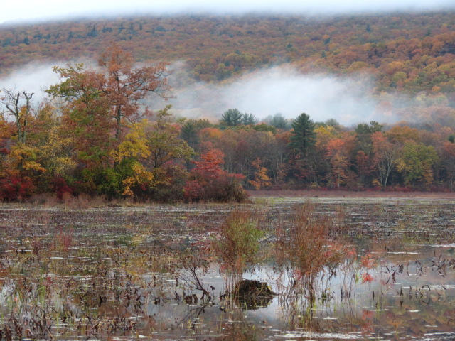Bashakill Wildlife Management Area - Sullivan County, NY | Scenic 
