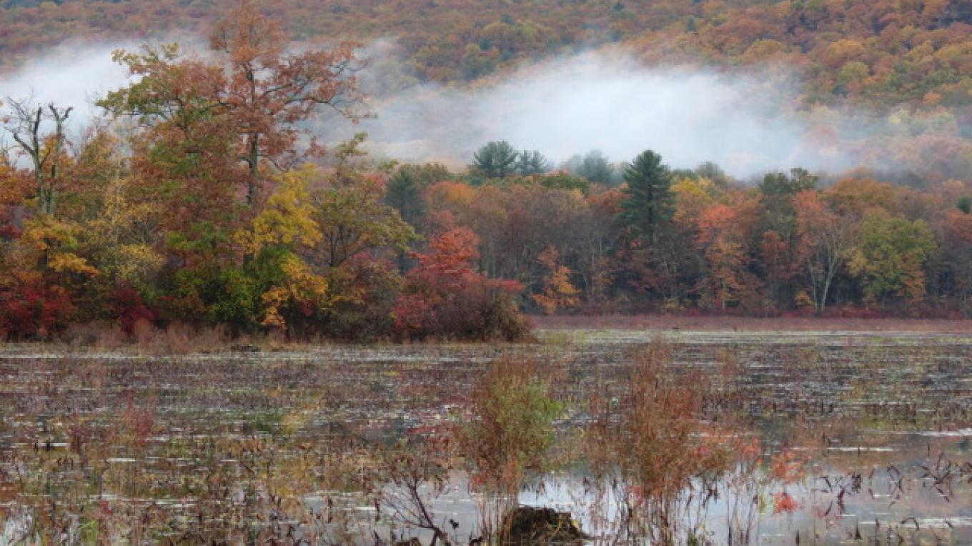 Bashakill Wildlife Management Area - Sullivan County, NY | Scenic