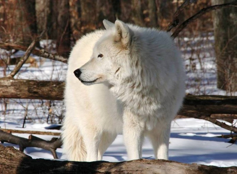 Lakota Wolf Preserve - Columbia, NJ | Scenic Wild Delaware River