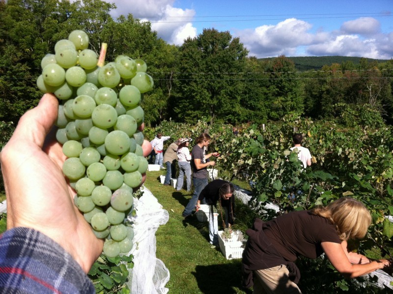 Bashakill Vineyards Wurtsboro, NY Scenic Wild Delaware River