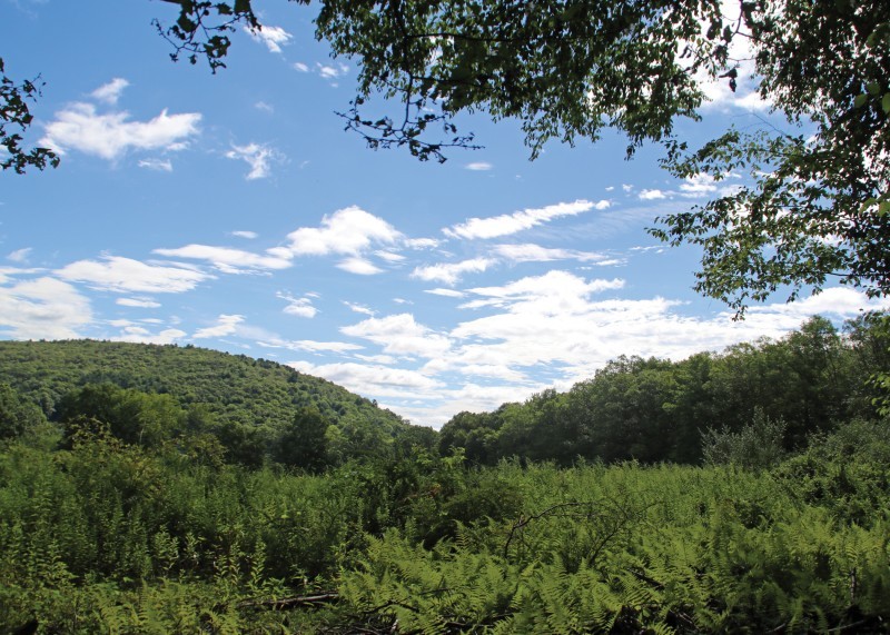 Sherwood Forest Greenway Jackson Township, PA Scenic Wild Delaware