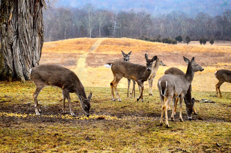 The Walpack Inn - Wallpack Center, NJ | Scenic Wild ...