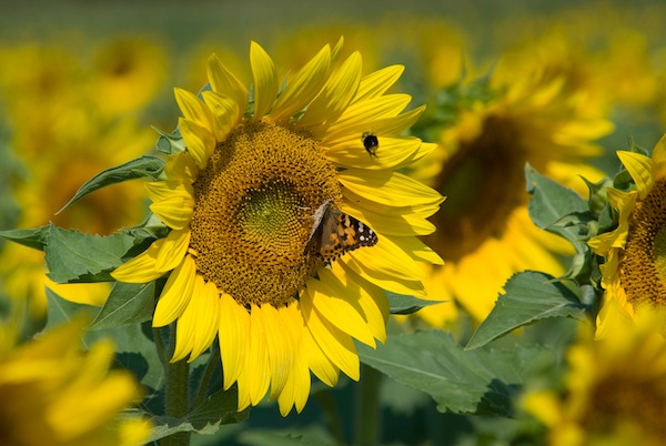 Sussex County Sunflower Maze - Sandyston, NJ | Scenic Wild