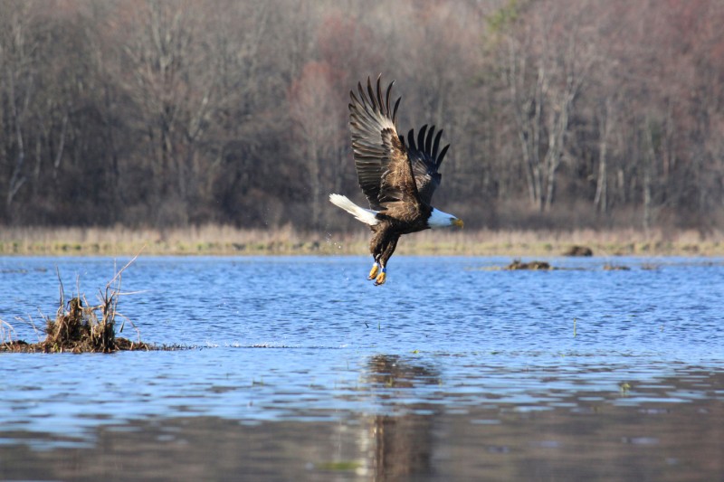 Bashakill Wildlife Management Area - Sullivan County, NY | Scenic 
