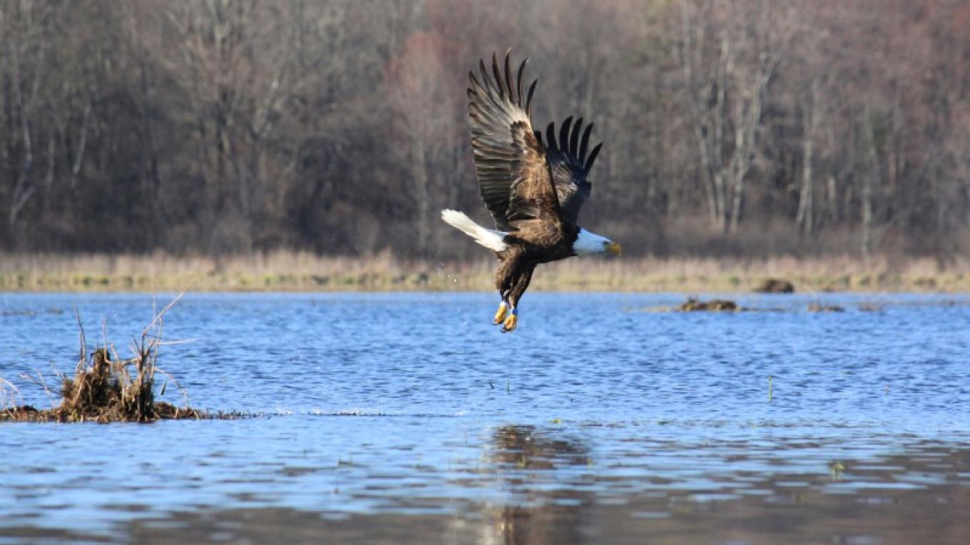 Bashakill Wildlife Management Area - Sullivan County, NY | Scenic
