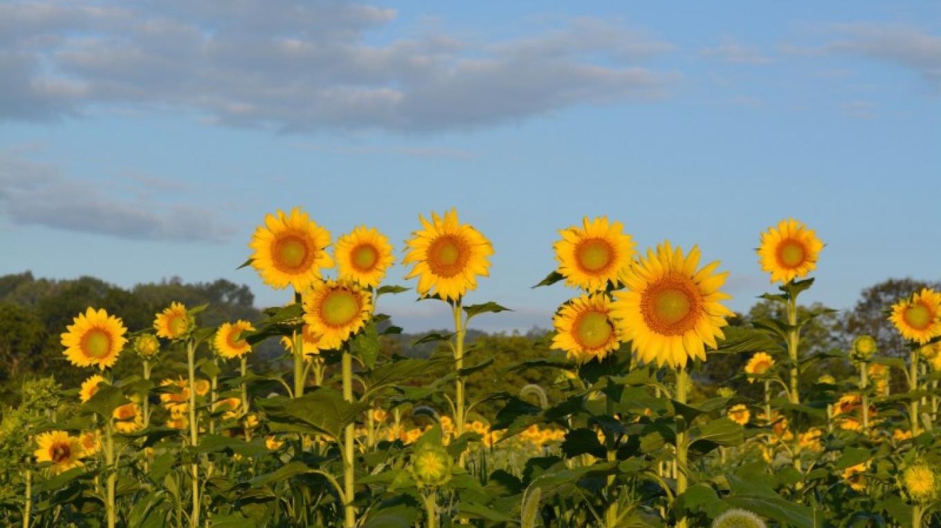 Sussex County Sunflower Maze Sandyston Nj Scenic Wild Delaware River
