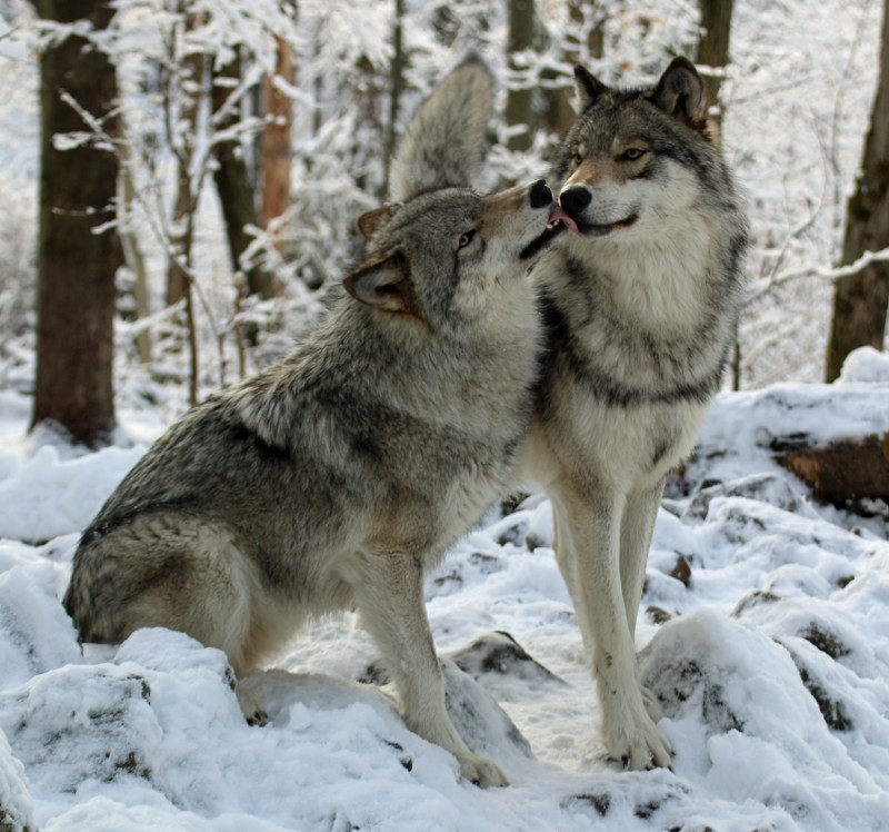 Lakota Wolf Preserve - Columbia, NJ | Scenic Wild Delaware River