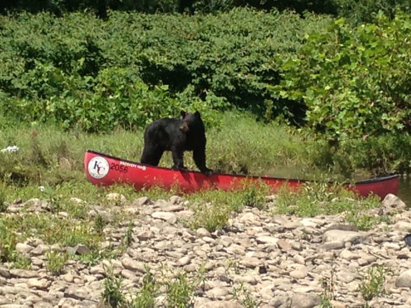 Kittatinny Canoes Annual Delaware River CleanUp Milford, PA Scenic