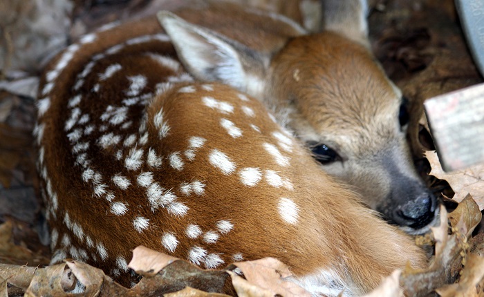 Kittatinny Canoes Whitewater and Calmwater River Trips Dingmans