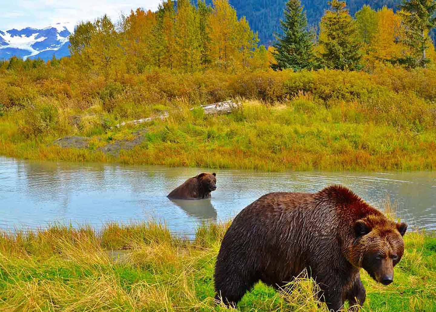 3 Best Anchorage Shore Tours - Alaska Wildlife Day Tour