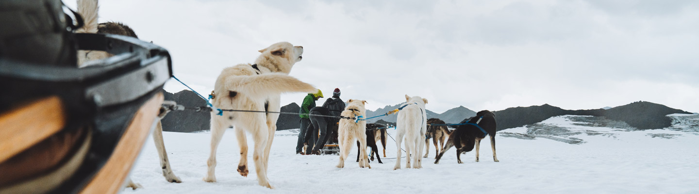 A Guide to Dog Sledding Tours Near Anchorage image