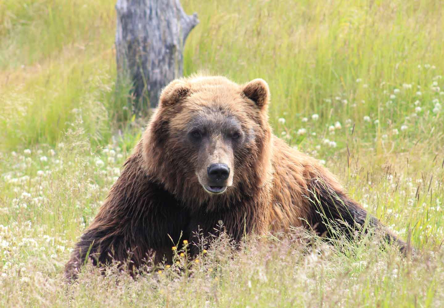 Head over to Fortress of the Bears for an up close view of Alaska's most famous animal.