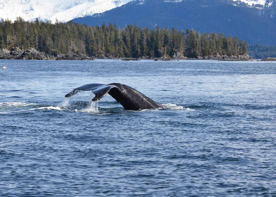 The waters of Sitka are home to whales, starfish, seals, and more.