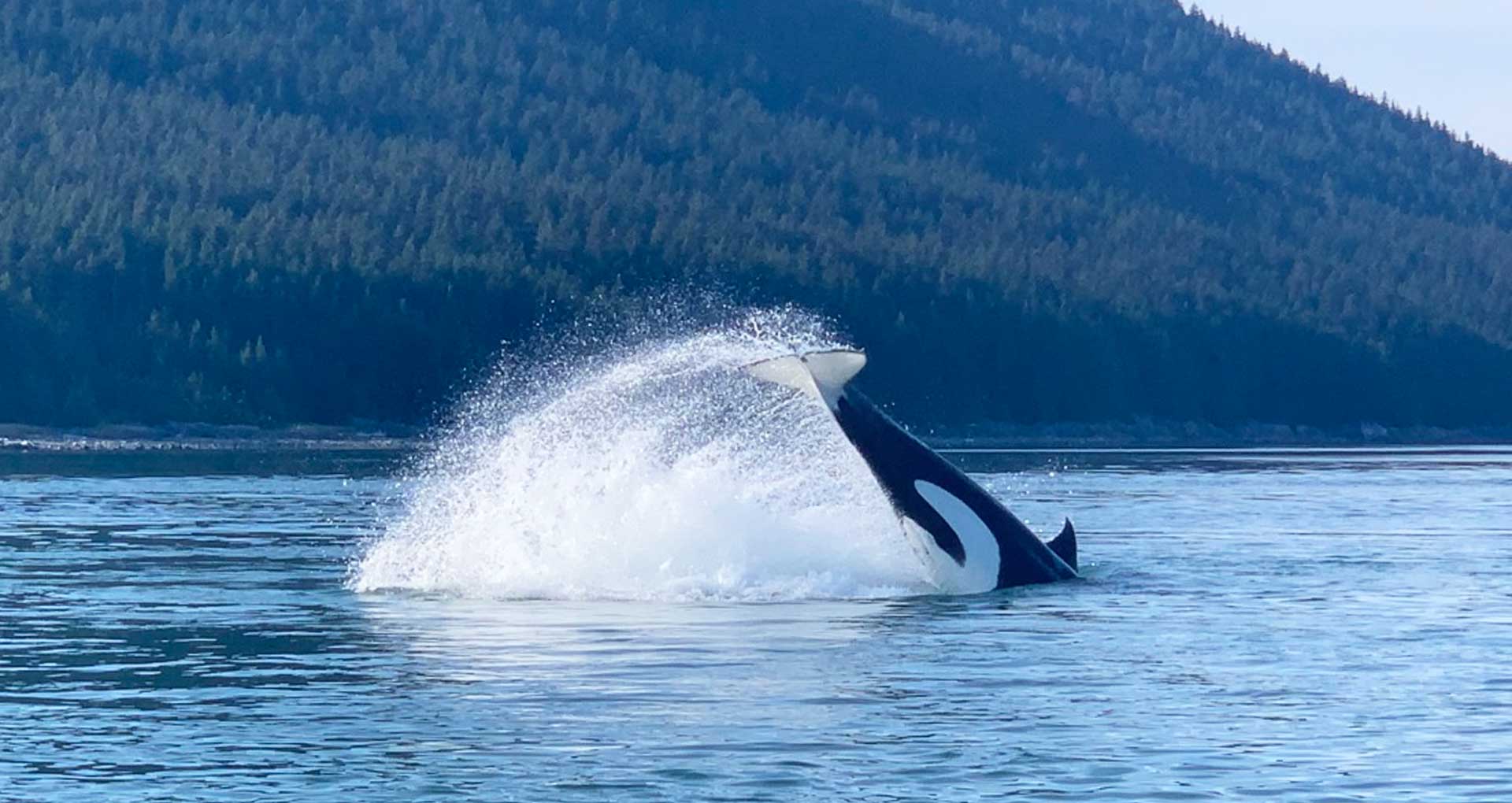 Everything You Need to Know about Whales in Alaska