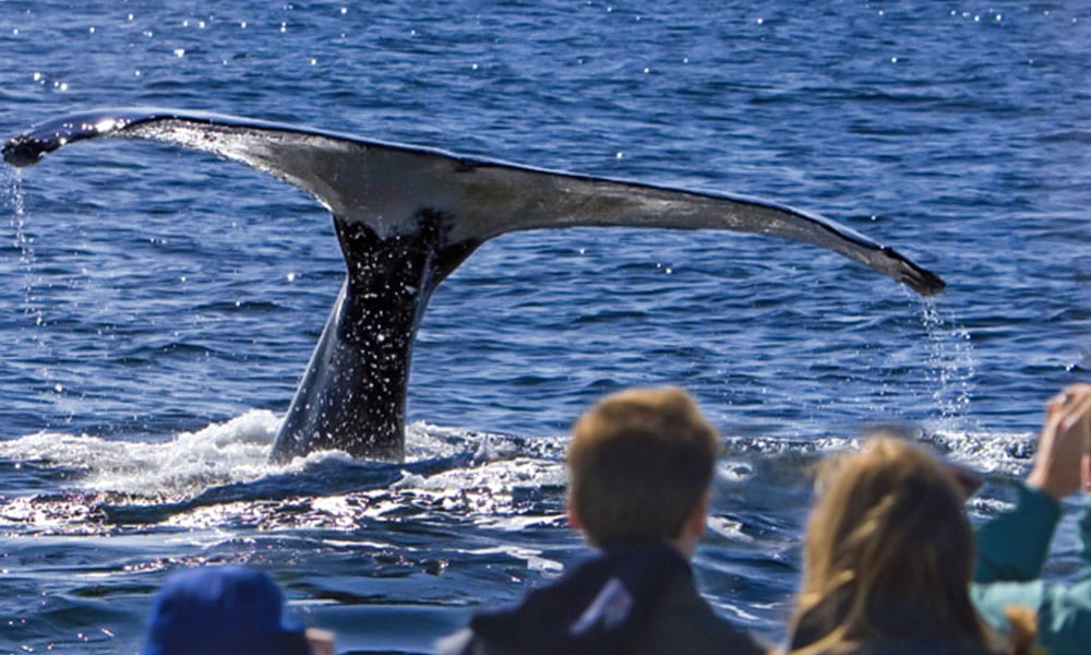 Whale Watching Tour image