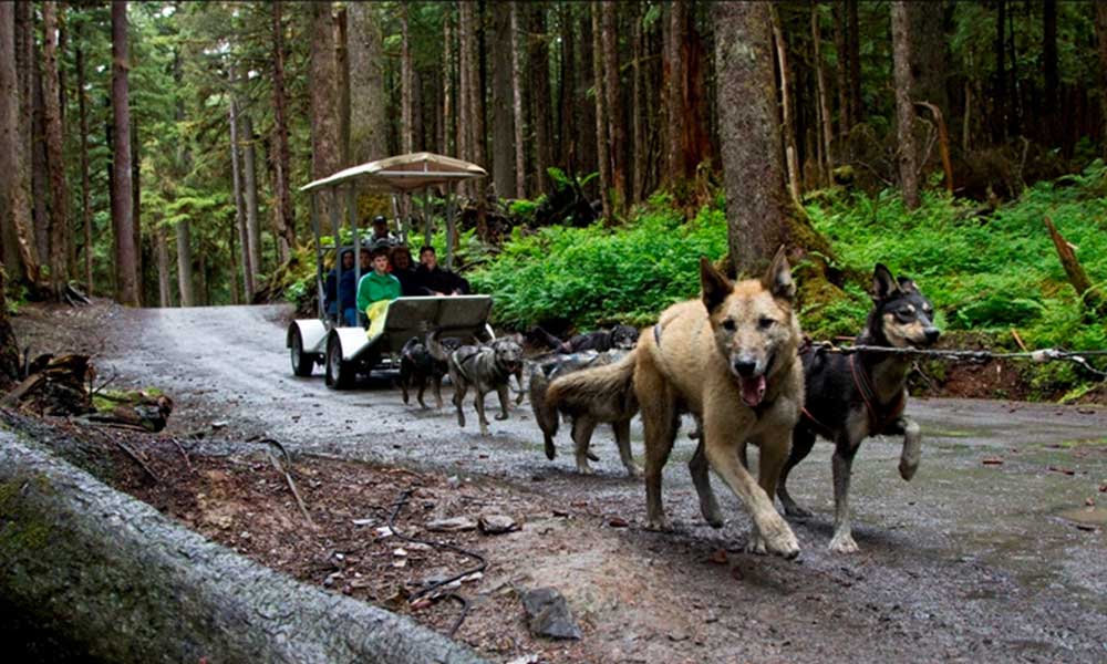 Juneau Sled Dog Discovery image