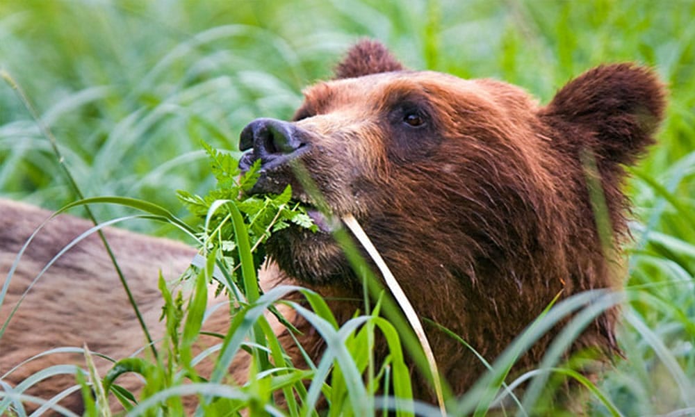 Bear Watching in Juneau, Alaska