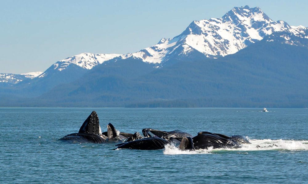 Whale Watching & Mendenhall Glacier Tour image