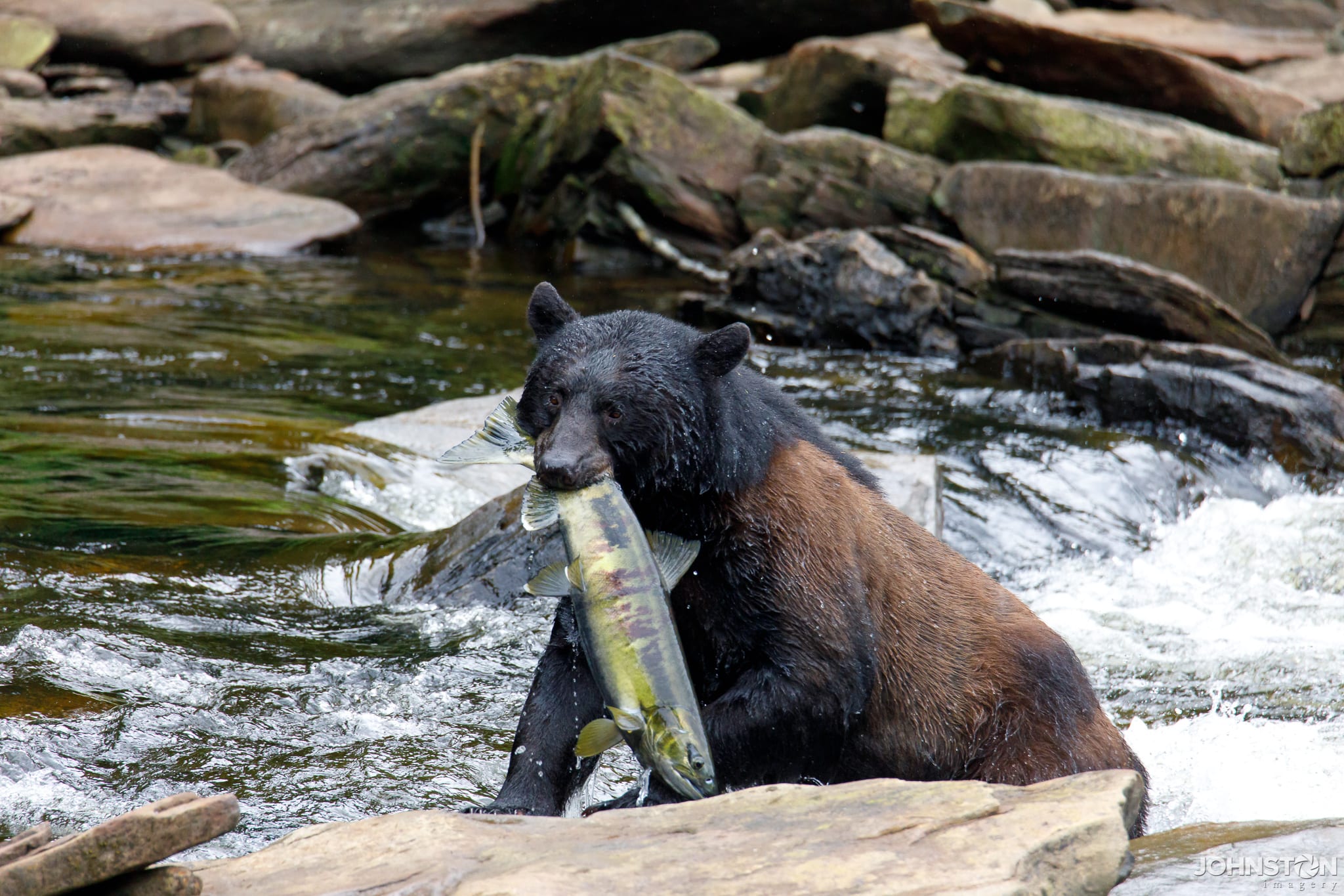 Neets Bay Bear Watch & Flightseeing image