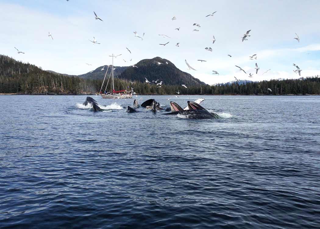Though not guaranteed, keep an eye out for feeding whales on the Sitka Marine Adventure!