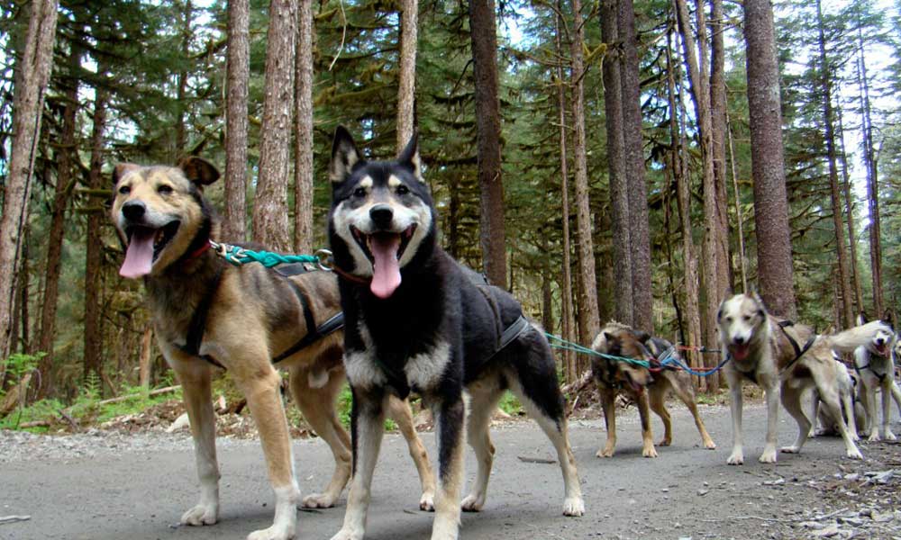 Sled Dog and Musher's Camp Excursion