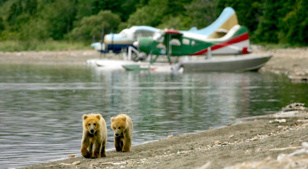 The 10 Best Alaska Shore Excursions image