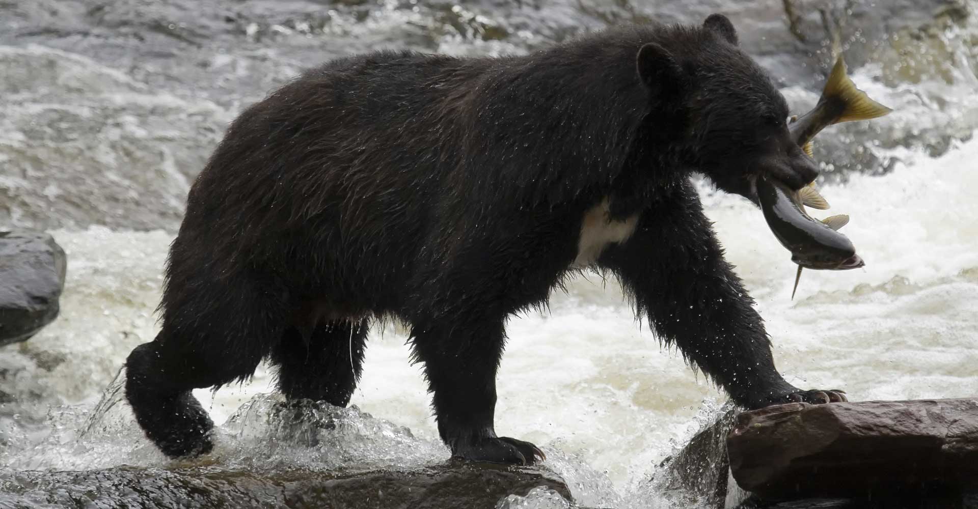 Neets Bay Bear Watch image