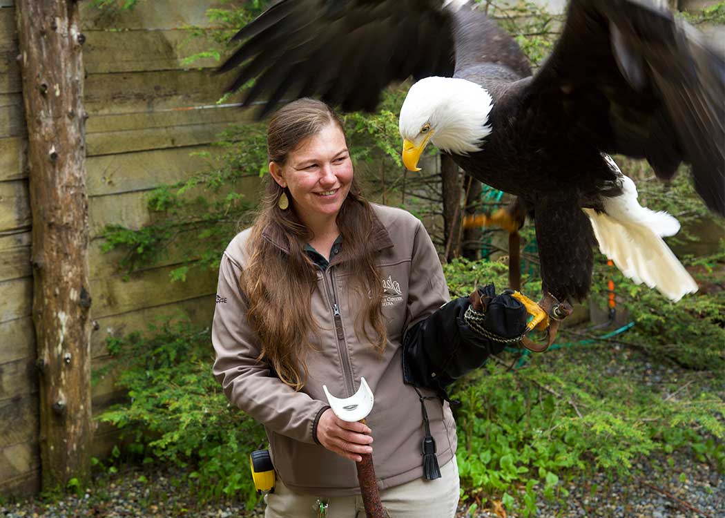 Eagles, Raptors & Rainforest Experience image