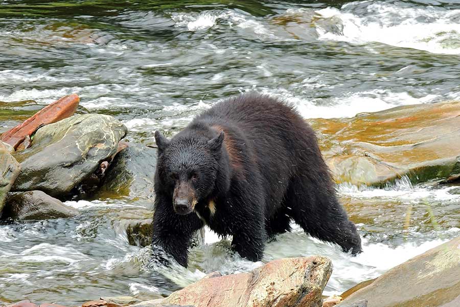 ketchikan bear excursions