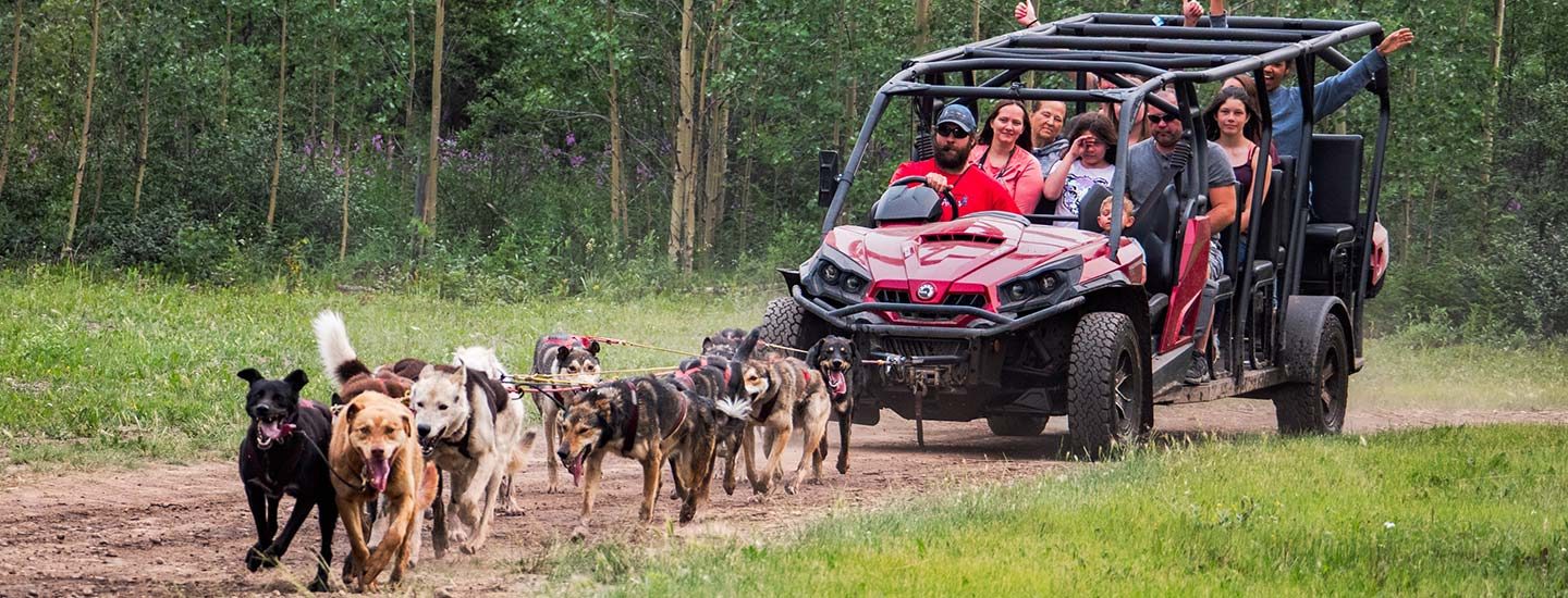 Yukon Discovery & Sled Dog image
