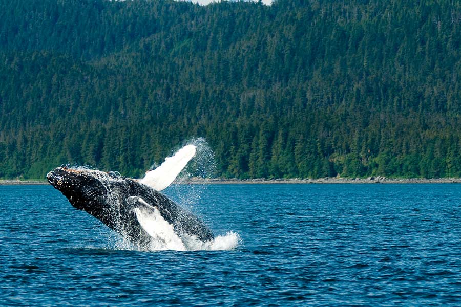 Puget Sound Express launches new 149-seat whale-watching vessel - My  Edmonds News