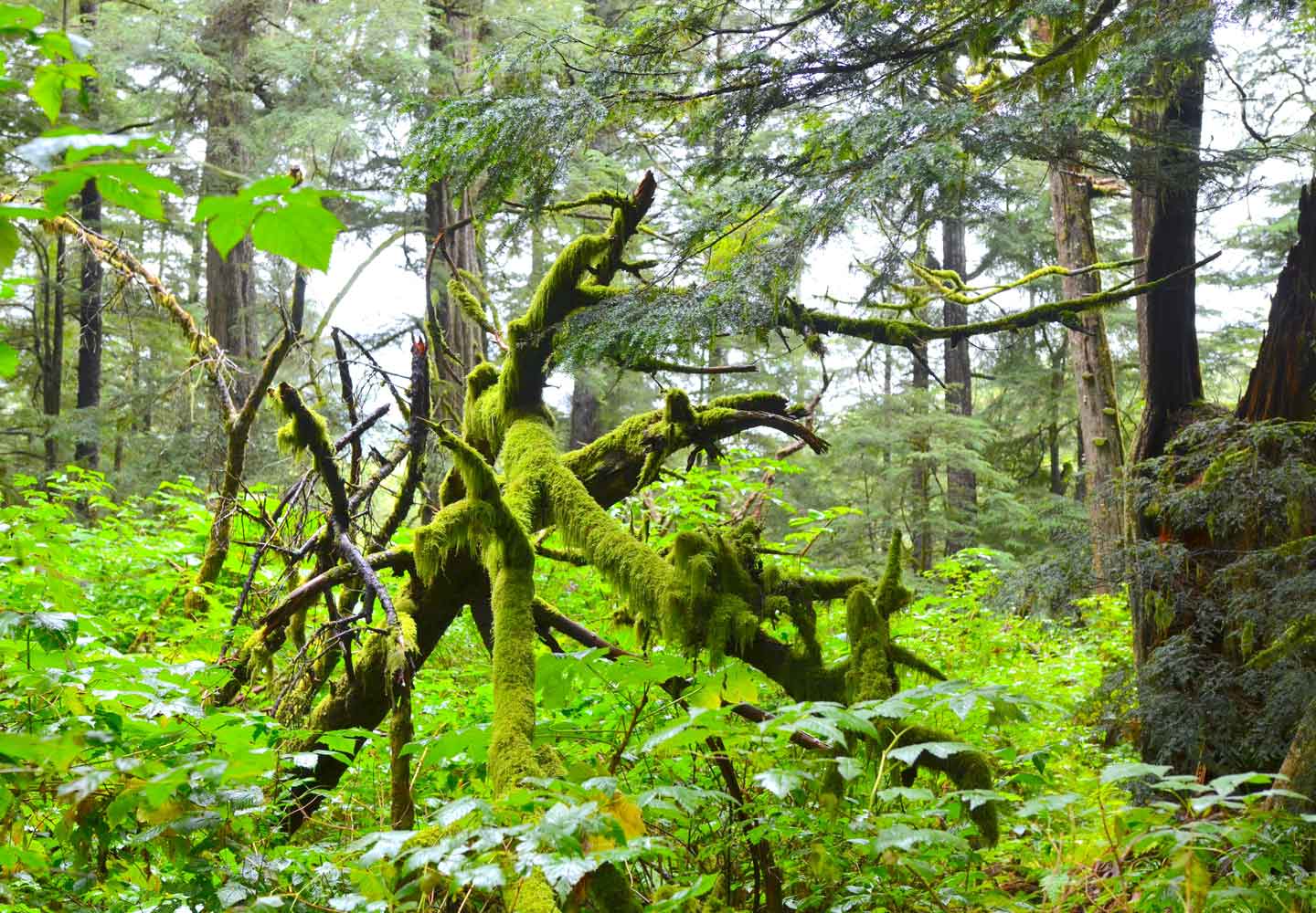 Take some time to check out the stunning forests around Sitka, after all, Alaska's famous Sitka Spruce is named for the trees growing in these beautiful forests.