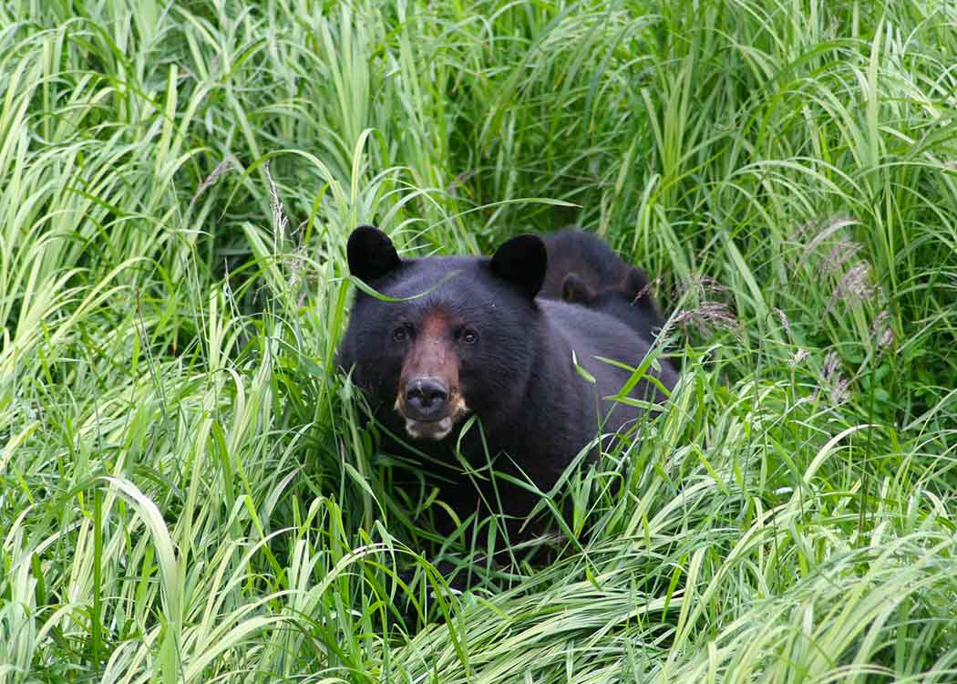 Black Bear & Wildlife Exploration image